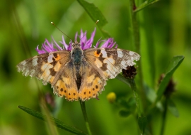 Lepidoptere, Butterfly, Insects, Switzerland