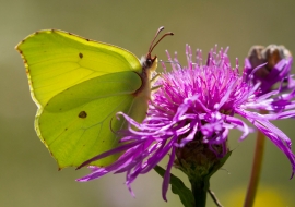 Lepidoptere, Butterfly, Insects, Switzerland