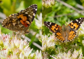 Lepidoptere, Butterfly, Insects, Switzerland