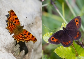 Lepidoptere, Butterfly, Insects, Switzerland