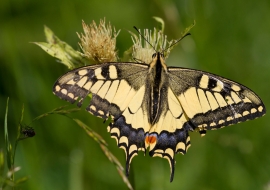 Lepidoptere, Butterfly, Insects, Switzerland