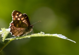 Lepidoptere, Butterfly, Insects, Switzerland