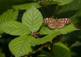 Lepidoptere, Butterfly, Insects, Switzerland