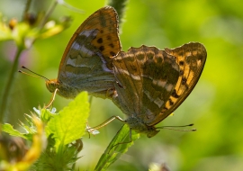 Lepidoptere, Butterfly, Insects, Switzerland