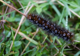 Lepidoptere, Butterfly, Insects, Switzerland