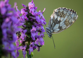 Lepidoptere, Butterfly, Insects, Switzerland