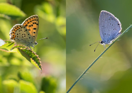 Lepidoptere, Butterfly, Insects, Switzerland