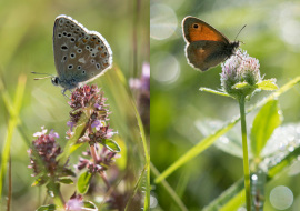 Lepidoptere, Butterfly, Insects, Switzerland