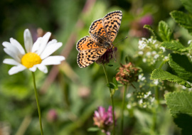 Lepidoptere, Butterfly, Insects, Switzerland