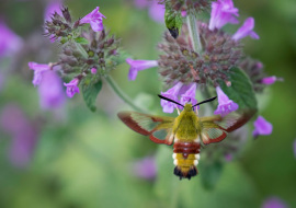 Lepidoptere, Butterfly, Insects, Switzerland