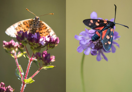 Lepidoptere, Butterfly, Insects, Switzerland