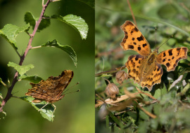 Lepidoptere, Butterfly, Insects, Switzerland