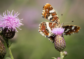 Lepidoptere, Butterfly, Insects, Switzerland