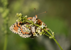 Lepidoptere, Butterfly, Insects, Switzerland