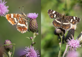 Lepidoptere, Butterfly, Insects, Switzerland