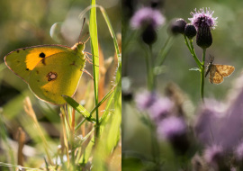 Lepidoptere, Butterfly, Insects, Switzerland