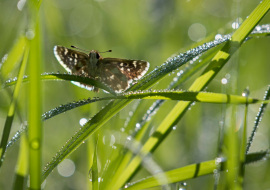 Lepidoptere, Butterfly, Insects, Switzerland