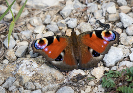 Lepidoptere, Butterfly, Insects, Switzerland