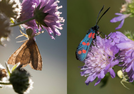 Lepidoptere, Butterfly, Insects, Switzerland