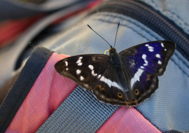 Lepidoptere, Butterfly, Insects, Switzerland