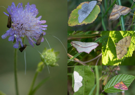 Lepidoptere, Butterfly, Insects, Switzerland