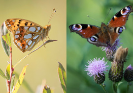 Lepidoptere, Butterfly, Insects, Switzerland