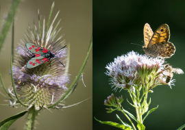 Lepidoptere, Butterfly, Insects, Switzerland