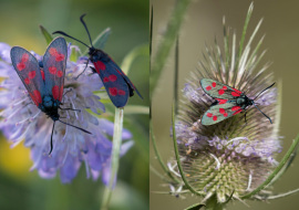 Lepidoptere, Butterfly, Insects, Switzerland