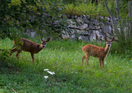 Swiss Country Lifestyle