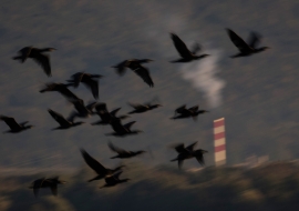 Birds, Wildlife, Switzerland