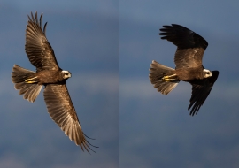 Birds, Wildlife, Switzerland