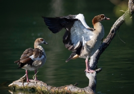 Birds, Wildlife, Switzerland