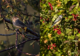 Birds, Wildlife, Switzerland