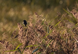 Birds, Wildlife, Switzerland