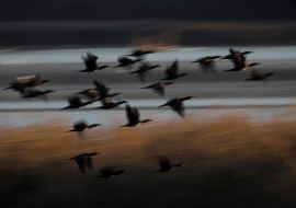 Birds, Wildlife, Switzerland