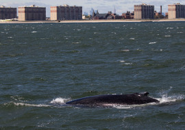 Whale, Dolphin, Wildlife, NYC