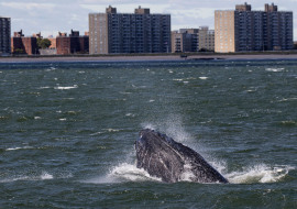 Whale, Dolphin, Wildlife, NYC