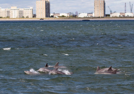 Whale, Dolphin, Wildlife, NYC