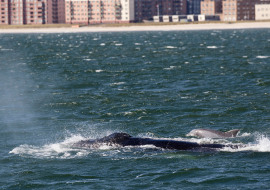 Whale, Dolphin, Wildlife, NYC