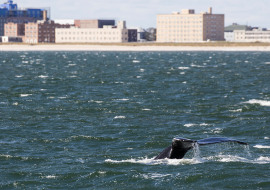 Whale, Dolphin, Wildlife, NYC