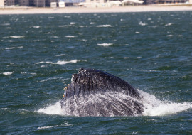 Whale, Dolphin, Wildlife, NYC