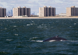 Whale, Dolphin, Wildlife, NYC