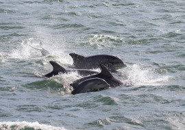 Whale, Dolphin, Wildlife, NYC