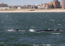 Whale, Dolphin, Wildlife, NYC