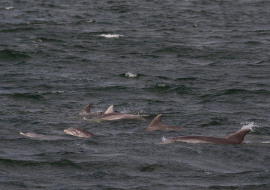 Whale, Dolphin, Wildlife, NYC