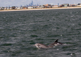 Whale, Dolphin, Wildlife, NYC