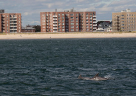 Whale, Dolphin, Wildlife, NYC