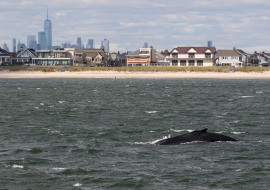 Whale, Dolphin, Wildlife, NYC