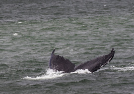 Whale, Dolphin, Wildlife, NYC